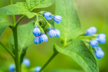 Beautiful blue flowers of Symphytum caucasicum, also known as Caucasian comfrey, blooming in spring park