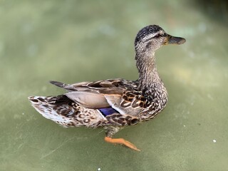 wild duck posing for a photo