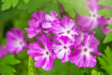 Obraz premium Japanese primrose, Primula sieboldii, Known also as Asiatic primrose and Cortusoides primula. Another scientific name is Primula patens.