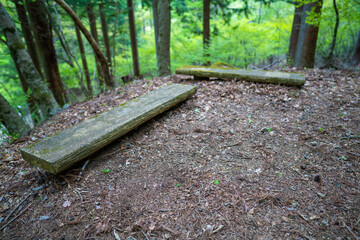 三ツ峠山登山道の風景 A view of the Mt. Mitsutoge trail