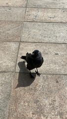 bird on the sidewalk poses for photos