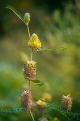 Blooming Astragalus alopecurus. Place for text.