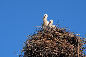 Fototapeta premium Two chicks of a stork on a nest against a blue sky. Place for text.