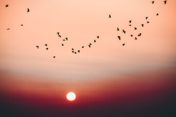 flock of birds flying against the background of the sea sunset