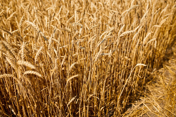 Close up wheat harvest, wheat field background in the sun day, summer