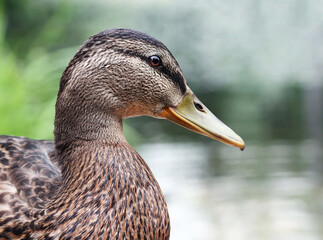 Beautiful wild duck