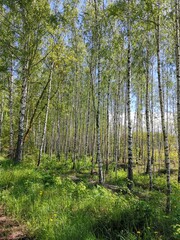 pine forest in the morning