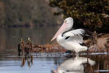 Australian Pelican, Moruya River, NSW, July 2021