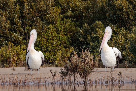 Australian Pelican, Moruya River, NSW, July 2021