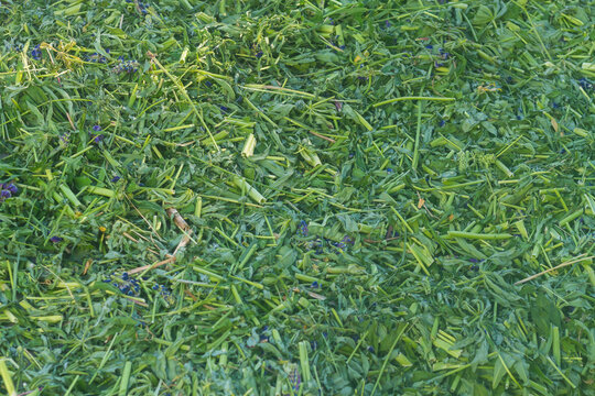 Harvested green lupine plant silage, chopped plant leaves for eco-friendly fertilizer and animal feed