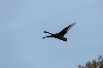 Black Swan flying, Moruya River, NSW, July 2021