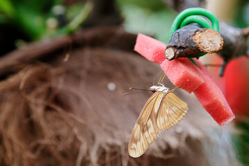 Julia Butterfly also called Dryas iulia