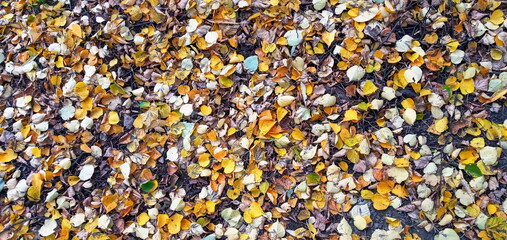 Autumn beauty of nature. Autumn background with multicolored leaves. Fallen leaves of Goldenrain Tree
