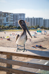 Vertical shot of a brown pelican perched on a railing on the Pompano Beach