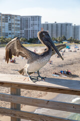 Vertical shot of a brown pelican perched on a railing on the Pompano Beach