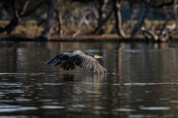 Great Cormorant in Malabar Creek flying, Moruya River, NSW, July 2021