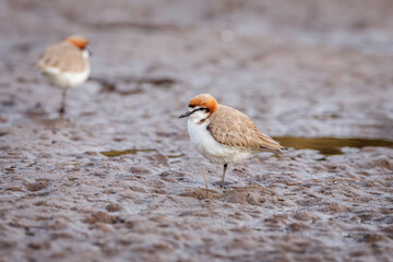 Red-capped Plover, Moruya River, NSW, July 2021