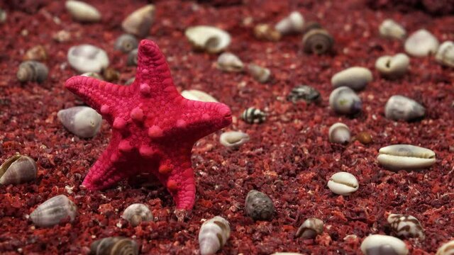 Shell and starfish on rad sand, close up rotaton.