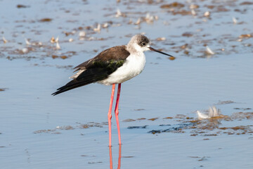 A young specimen of Black-winged stilt (Himantopus himantopus)  in the Nature Reserve of Marismas de Odiel, Huelva, Andalusia, Spain