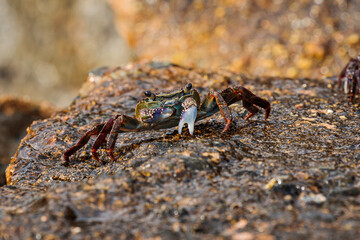 Swift-footed Crab on the breakwater, Moruya Heads, NSW, July 2021