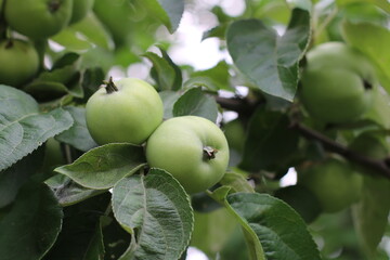 Green apple tree