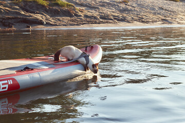 Mekong bobtail (siames) cat sitting on a stand up paddle board at the river at sunny morning. A...