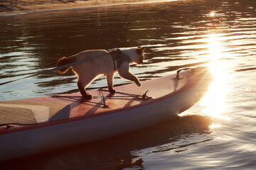 Mekong bobtail (siames) cat sitting on a stand up paddle board at the river at sunny morning. A...