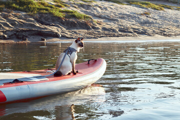 Mekong bobtail (siames) cat sitting on a stand up paddle board at the river at sunny morning. A...