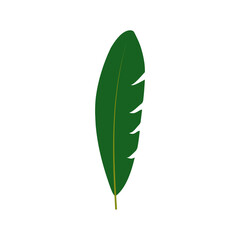 Green palm leaf on a white background.