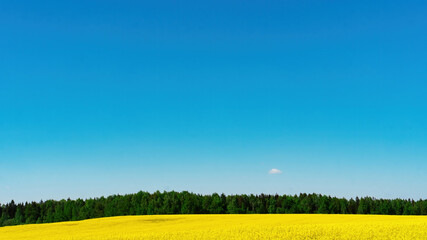 Desktop with blue sky and yellow flowers meadow. Rustic background with rapeseed field and copy space. Raw materials for the production of canola vegetable oil.