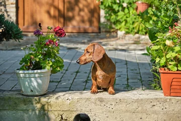 Rolgordijnen Portrait of Standard smooth-haired dachshund © Igor Syrbu