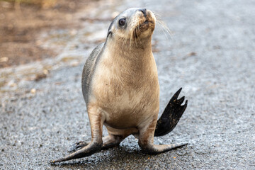 A seal pup walking up the hill in Seal Bay Kangaroo Island South Australia on May 11th 2021