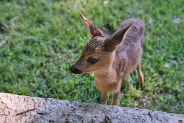 Naklejka na ściany i meble Innocent roe deer fawn. Young wild deer. little morality. deer cub. deer resting