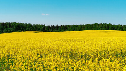Fototapeta premium Field of yellow rapeseed flowers on a background of forest and blue sky with copy space. Color range with blue and yellow colors. Atmospheric background in a rustic style. Canola vegetable oil.
