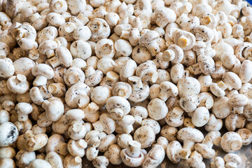 ANTALYA, TURKEY: Sale of mushrooms in a street market. Grocery traditional Turkish bazaar in...
