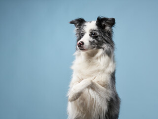 funny nice dog, border collie on a blue background. 