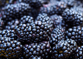 Very large berries of garden blackberries close-up