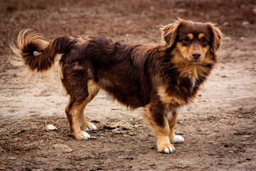 border collie puppy