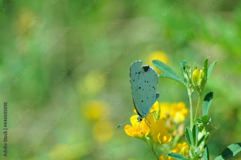 Wall mural butterfly on flower