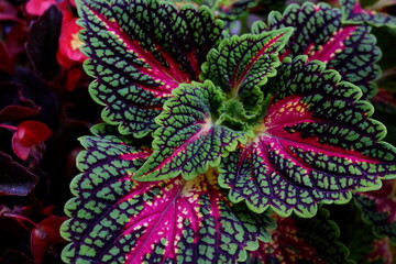sun coleus plant with violet and pink textures on green leaves
