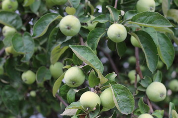 green apples on a tree