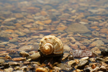 snail on the beach