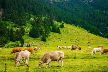 Naklejka premium Different breeds of cows eating grass in the high landscape of the alps.