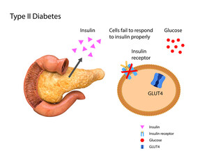 schematic illustration of the pancreas and stomach in insulin levels and blood glucose. 3d 2d graphic, render