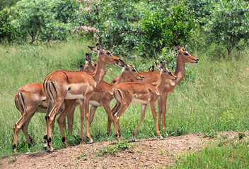 Naklejka na ściany i meble Herd of female impala