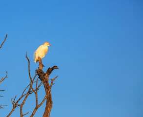 White Egret on tree