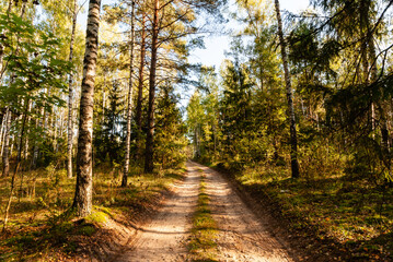 Lato w Puszczy Knyszyńskiej, Podlasie, Polska