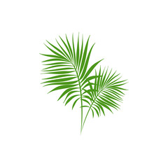 Green palm branches isolated on white. Summer vector illustration.