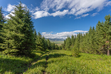 beautiful landscape with pine trees and green valley
