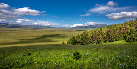 Fototapeta premium beautiful landscape with pine trees and green valley
